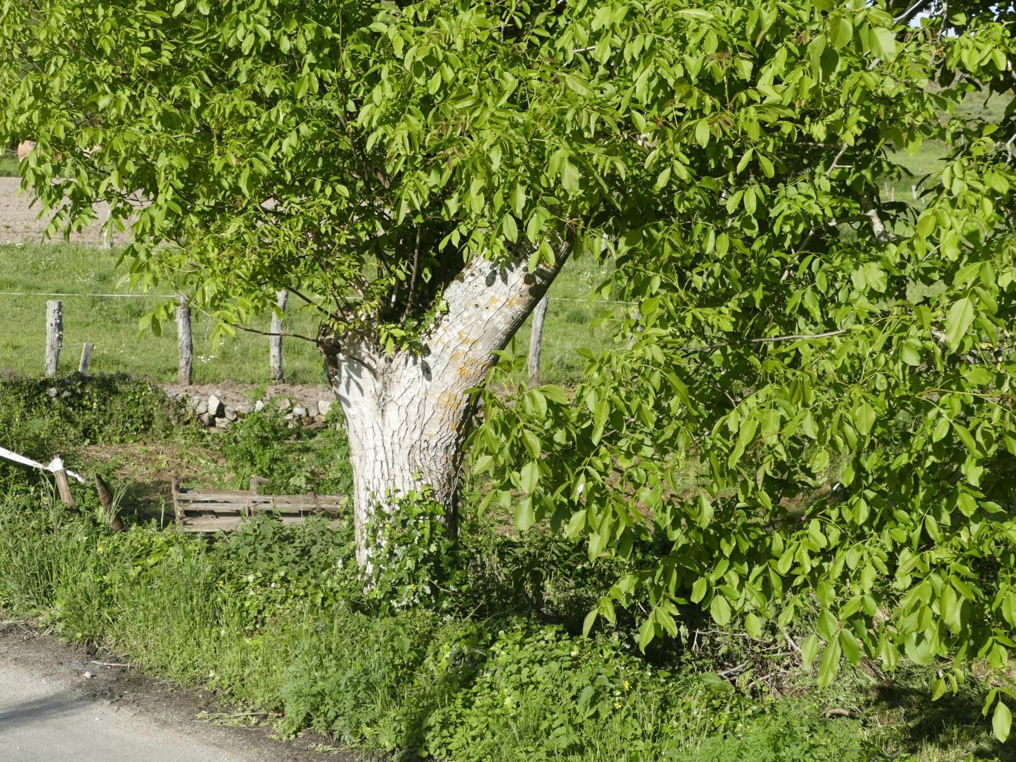 Pension O Corazon Da Ribeira Sacra La Teijeira Екстер'єр фото